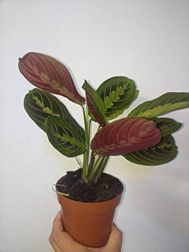 Portal Cool Maranta tricolor leuconeura Fascinator Casa planta en un pote Planta de interior 12Cm