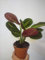 Portal Cool Maranta tricolor leuconeura Fascinator Casa planta en un pote Planta de interior 12Cm