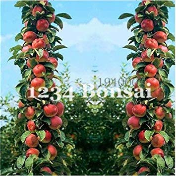 vegherb Gelb und Rot: Neuer 10 PC Bonsai Apfelbaum Sehr frisches Obst Pflanzen Seltener Mini Apfel Bonsai-Baum für Blumen Obst Für Hausgarten Pflanze YEL