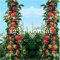 vegherb Gelb und Rot: Neuer 10 PC Bonsai Apfelbaum Sehr frisches Obst Pflanzen Seltener Mini Apfel Bonsai-Baum für Blumen Obst Für Hausgarten Pflanze YEL
