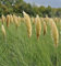 Pampasgras Pumila - Cortaderia selloana