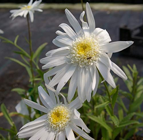 Sommer-Margerite Christine Hagemann - Leucanthemum (Chrysanthemum) Christine Hagemann Stückzahl Rabatt Einzelpreis