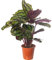 Calathea Medalion Large Indoor House Plant Real Evergreen Tall Big Rare Plants (70-80cm (Incl. Pot))