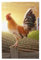 Hahn auf Holz in Farmland Print Premium Holzpuzzle - 1000 Teile - Kunststoffbox Verpackung
