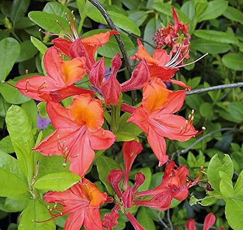 Azalee Tunis 50-60cm - Rhododendron luteum - Alpenrose
