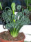 Vistaric Albuca Spiralis 3 Seeds Amazing Plant Ricci e contorti Foglie Molto rari * Limitato