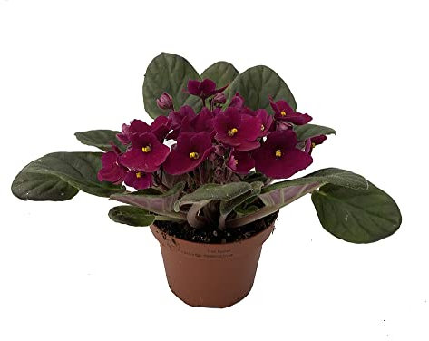 Violeta africana o saintpaulia (maceta 12 cm ø) (Lila)