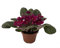 Violeta africana o saintpaulia (maceta 12 cm ø) (Lila)