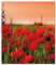 Wallario Herdabdeckplatte/Spritzschutz aus Glas, 52 x 60 cm, 1-teilig, für Ceran- und Induktionsherde, Motiv: Mohnblumen auf dem Feld