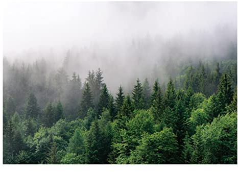 Fototapete Wald im Nebel grün Natur Bäume 350x250 cm - ink. Kleister - Vliestapete Wohnzimmer Schlafzimmer Flur Vlies Tapete Wandtapete UV-Beständig Montagefertig