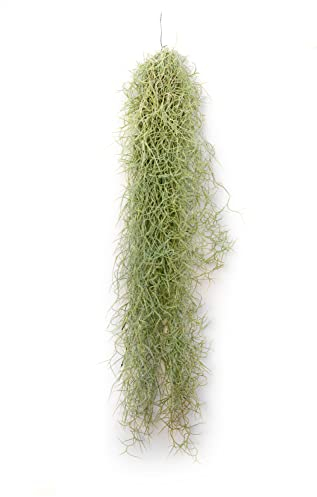 PLANDAIRE - Plantas de Aire Naturales Tillandsia Natural Usneoides - Clavel del Aire - Planta Aerea Natural Barba de Viejo - Plantas Colgantes - Plantas de exterior - Planta de Interior (1, 20-30 cm)