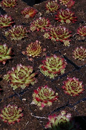 Hauswurz Rogin - Dachwurz - Sempervivum hybr. Rogin Stückzahl Rabatt 3er-Paket
