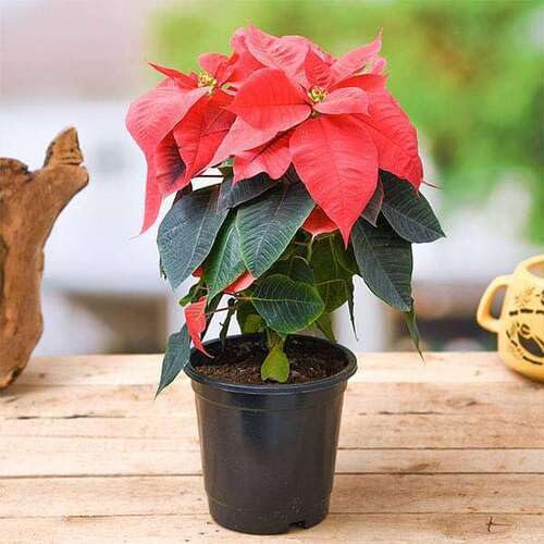 100 graines de poinsettia rouge