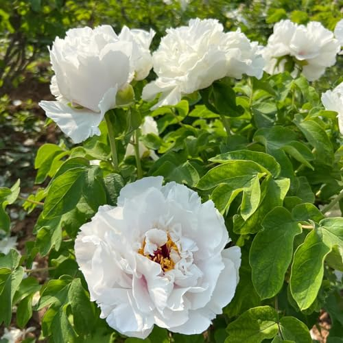 2 pcs pfingstrosen zwiebeln plantura bodendecker pflanzen garten blumenzwiebeln pfingstrosen pflanzen winterhart blumenzwiebeln frühblüher winterlinge zwiebeln winterhart mehrjährig