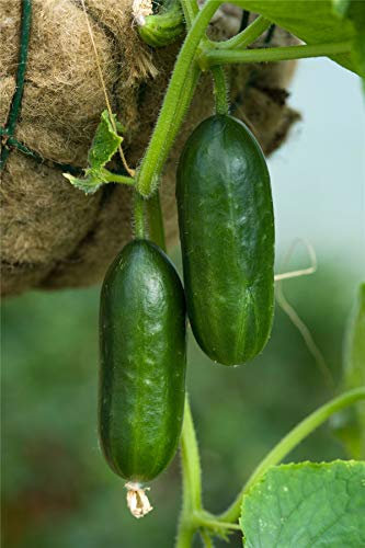 Vegetables - Cucumber - Mini Munch F1-5 Seed