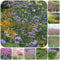 500 pcs eisenkraut bio samen - winterfeste pflanzen für balkon Verbena officinalis,verbene samen kräuter samen pflanzenkübel herbal winterharte balkonpflanzen kräuter pflanzen topfpflanzen