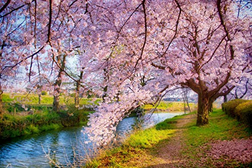Papier Peint Photo INTISÉE-PAYSAGE-(FP4205)-500x280 cm-Nature Montagnes Forêt Arbre Rivière Fleurs Vignes Toscane Plage Automne Prairie Décor Murale XXL Poster Géant Affiche Décoration