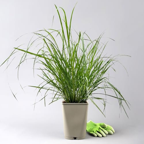 Bio Lampenputzergras 'National Arboretum' braun, Höhe 60-80 cm, 5 Liter Topf