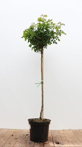 Rosa 'Black Forest Rose' 90 cm Stammhöhe – Winterhart & Mehrjährig – Schwarzwaldrose – Stammrose für Kübel & Garten