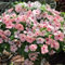 550 pcs immergrün bodendecker samen, balkon blumen dachbegrünung samen - Catharanthus roseus, gartensamen zimmerbonsai bonsai historisches saatgut büropflanzen extrem