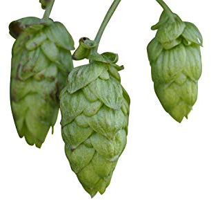 Echter Hopfen (Humulus lupulus) 25 Samen -Selbst Bier brauen-