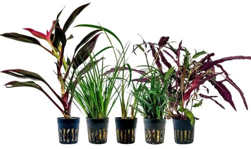 AquaOne Lot de 5 plantes de terrarium I Plantes de paludarium vivantes I Cordyline Ophiopogon Hemygraphis Acorus I Forêt tropicale Décoration de terrascaping
