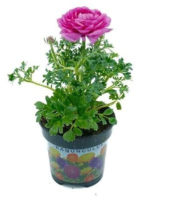 Ranunculus de Exterior con Floración Natural Planta en Maceta Resistente para Todo el Año