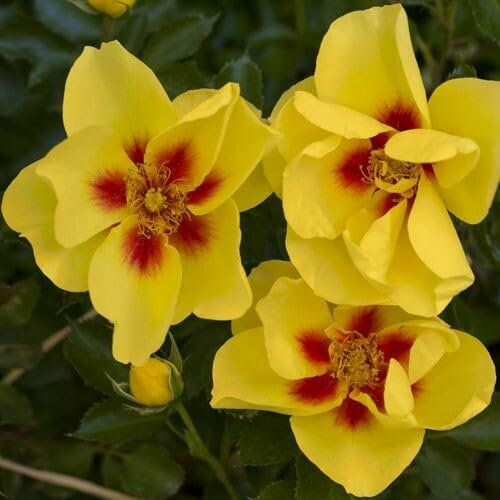 Pianta ROSA BREVETTATA EYECONIC ® MEILLAND rampicante gialla vera vaso19 FOTO REALE AMDGarden