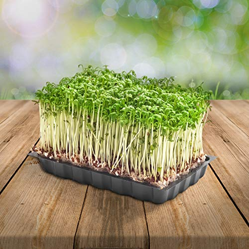 Gartenkresse mehrjährig 250 x Samen 100% Natursamen aus Portugal handgepflückt