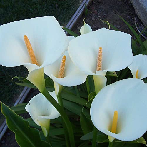 PERZOE 100 Stück Zantedeschia Calla-Liliensamen, Bonsai-Topfpflanzung, Gartenblumen-Dekor Orange Calla-Lilien-Samen