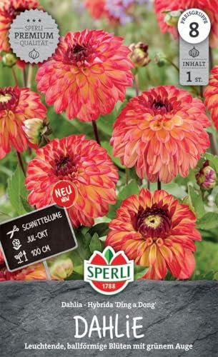 Sperli Dekorative Dahlie Ding a Dong 267754 - Leuchtende und ballförmige Blüten mit grünem Auge, einer Wuchshöhe von 100 cm und Inhalt für eine Pflanze - Saatgut