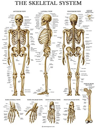 Palace Learning Skeletal System Anatomisches Diagramm – laminiert – menschliches Skelett Anatomie – doppelseitig (18 x 27)