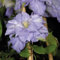 Clematis Großblütige Mazury 1L - Pflanze für Anfänger und professionelle Gärtner - Ideal für Kleingarten, Garten - Schöne Pflanze mit ungewöhnlichen Blüten - Genießen Sie jeden Tag ihre Farben