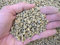 Kiryuzuna harte Qualität 2/5 mm (1 kg - 1,3 lt) für Nadelbonsai