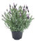 Pianta vera da esterno LAVANDA LAVANDULA STOECAS ornamentale Ø 14 cm - h 25 cm