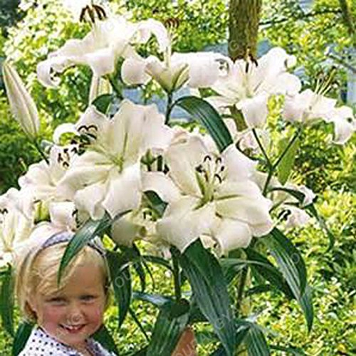 Hellgrau: 100 Stück Lily Samen Günstige Parfüms Lilien-Samen-Mischung verschiedener Sorten Blumensamen In Bonsai Für Hausgarten geben Verschiffen frei Hellgrau