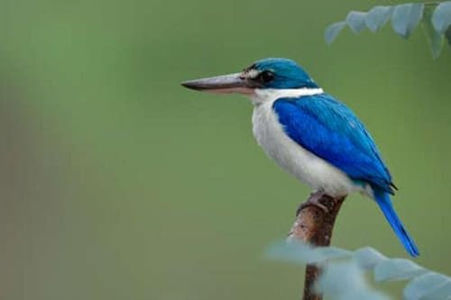Cuadro de madera de 90 x 60 cm: hermoso martín pescador gordito con cuello blanco sentado en un palo de madera con luz suave (152337182)