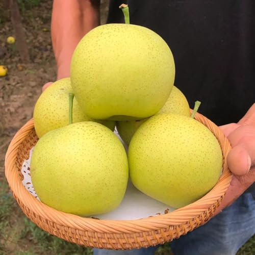 20 pcs Birnenbaum Samen, säulenobstbäume winterfeste pflanzen für balkon Pyrus, Birnenbaum obst garten pflanzen winterharte säulenobst bio saatgut, pflanzen garten gärtner geschenke,