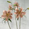 2 piezas Comprar bulbos de lirio - Lilium brownii - flores resistentes, cobertura del suelo resistente lirios gigantes lirios arbóreos tubérculos resistentes plantas de jardín resistentes