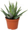 Haworthia Big Band Zebra Plant Succulent for Home or Office (15-25cm with Pot)