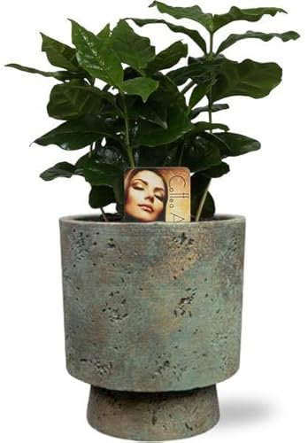 Coffea Arabica - Kaffeepflanze - Zimmerpflanze - Ø12cm - 25cm + Topf Aily Grün Ø14x18cm