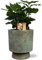 Coffea Arabica - Kaffeepflanze - Zimmerpflanze - Ø12cm - 25cm + Topf Aily Grün Ø14x18cm
