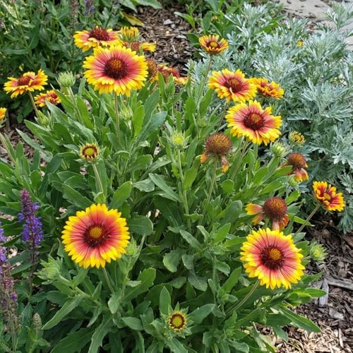 Bloomique - 6er - Set - Gaillardia Arizona Sun - Kokardenblume - Reichblühend - Winterhart - Mehrjährig - Höhe 10-20 cm - 9 - cm - Topf