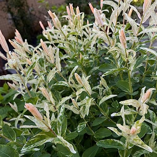 50 pcs samen harlekinweide winterhart busch bäume exotische pflanzen gartenpflanzen harlekin weide klein, pflanzensamen zimmerbonsai bonsai nachhaltige produkte winterfeste pflanzen
