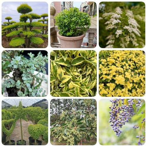 300 piezas Semillas de aligustre - Ligustrum lucidum - regalos para amantes del jardín, plantas para jardín. Seto de aligustre de hoja perenne Semillas de plantas, plantas en macetas