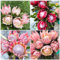 Protea samen, protea pflanze kaufen, stauden winterhart mehrjährig，pflanzen samen bonsai topf，garten pflanzen büro deko，Wunderschön leuchtende Blumen mit indoor garten，geschenke für 300pcs