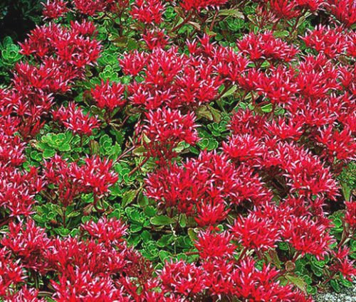 SEDUM VERANO GLORIA Stonecrop Sedum Spurium - 200 semillas a granel