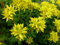 Sedum kamtschaticum - Kamtschatka-Fetthenne, Fetthenne 70 Samen, Mauerpfeffer
