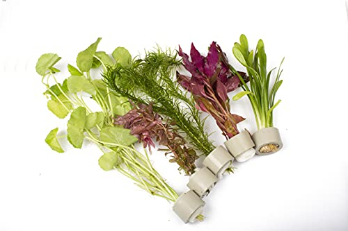 Lincolnshire Pond Plants Ltd - Bunched & Weighted Options Live Aquarium Plants - Aquatic Plants for Your Fish Tank - 25 Bunched
