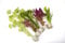 Lincolnshire Pond Plants Ltd - Bunched & Weighted Options Live Aquarium Plants - Aquatic Plants for Your Fish Tank - 25 Bunched